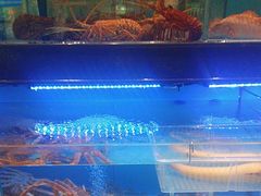 -阿伟海鲜楼·福建菜(延寿店)