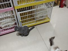 -藏猫猫咖啡主题馆(中央大道店)