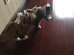 -佳怡动物医院·平价24小时·猫专科骨外科