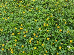 -福建鲤鱼洲酒店