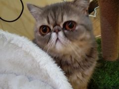 -滚猫咖啡·猫咖·猫友好撸猫(未来城店)