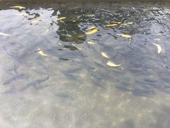 -虹鳟鱼一条街
