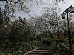 -红梅公园
