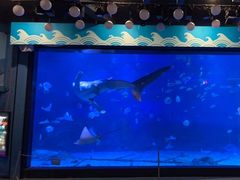 -烟台海昌鲸鲨海洋公园