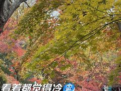 -秋霞圃