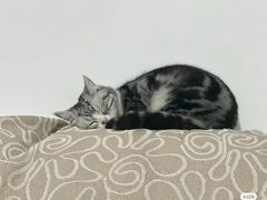 -汪喵宠物医院·骨科心脏影像·犬猫急重症ICU诊疗中心(成华分院)