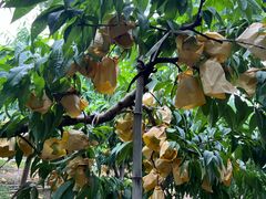 -老袁家蜜桃农场·阳山水蜜桃