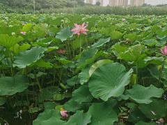 -前关湿地公园