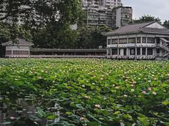 -荔湾湖公园
