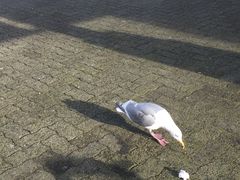 -固兰湖岛