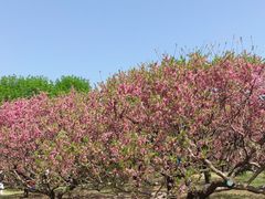 -莲花池公园