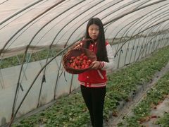 -喜杨洋草莓采摘园