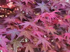 -青岛大珠山景区