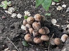 -黑龙江省森林植物园
