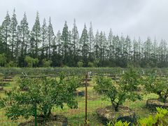 -前小桔亲子创意农场·草莓采摘·露营烧烤