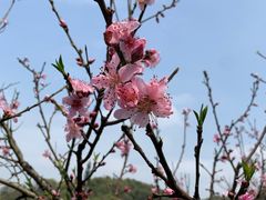 -桃花岭景区