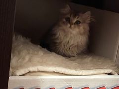 -momokira米努特·德文卷毛猫·棉花面纱犬