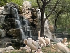 -北京野生动物园