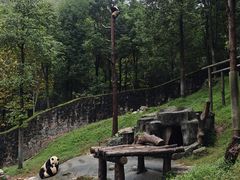 -都江堰中华大熊猫苑