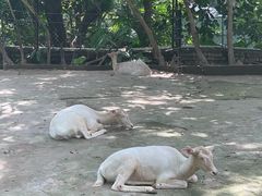 -深圳野生动物园