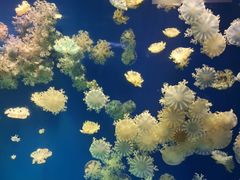 -海合安武汉极地海洋公园