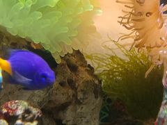 -太平洋海底世界