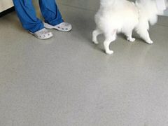 -凯瑞希宠物医院·狂犬免疫·微创·皮肤科