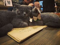 -共舞时光猫咖·狗咖(新街口店)