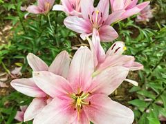 -石家庄市植物园