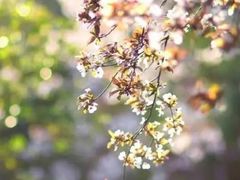 -宝鸡植物园
