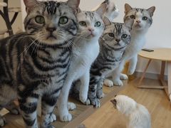 -有喵·猫咖·狗咖·30几只猫10只小狗(岗厦店)