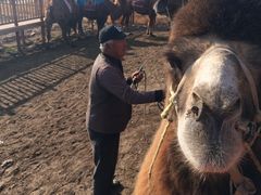 骆驼-玉龙沙湖景区