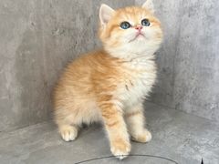 -小猫来了·猫舍(红山六九七九店)