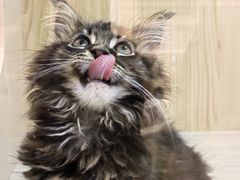 -屋虎猫馆(宝安大仟里店)