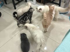 -鼓捣猫呢主题猫咖店