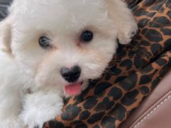 -翊宠yipet猫狗购宠庄园犬舍•猫舍