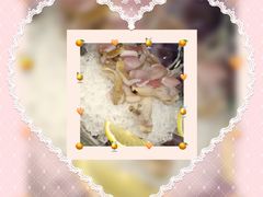 -溏心风鲍港式打边炉(余英坊店)