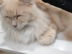 -安格丽娜·狗咖·猫咖羊驼咖(春熙路百盛商场店)