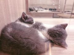 -飞行喵MR PILOT|猫舍·猫咖(静安大融城店)
