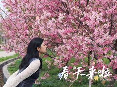 -天适樱花悠乐园