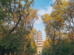 -灵谷景区