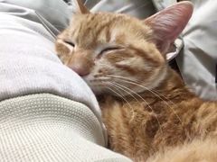 -创凡宠物医院·骨专科  猫科中心(西乡分院)