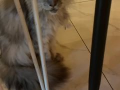 -猫爷宠物生活馆·撸猫馆