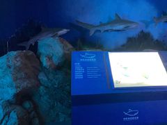 -烟台海昌鲸鲨海洋公园