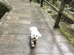 -牛背梁国家森林公园