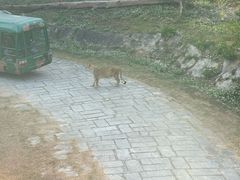 -深圳野生动物园