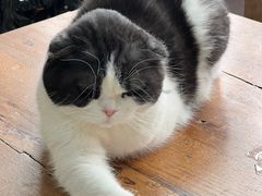 -猫小院猫主题餐厅(南锣旗舰店)