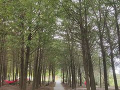 -上海都市菜园