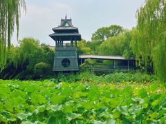 -金鸡湖桃花岛