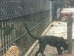 -深圳野生动物园